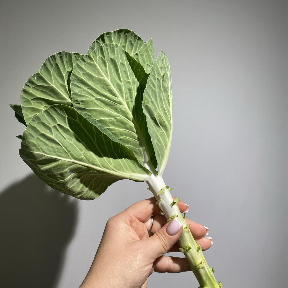Брассика 🥬