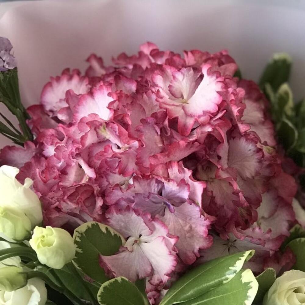 Bouquet with hydrangea