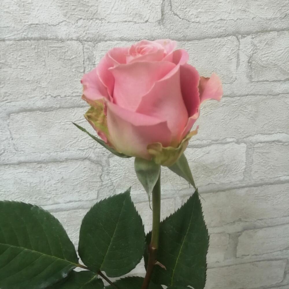 Роза Эквадор,, Hermosa 60cм