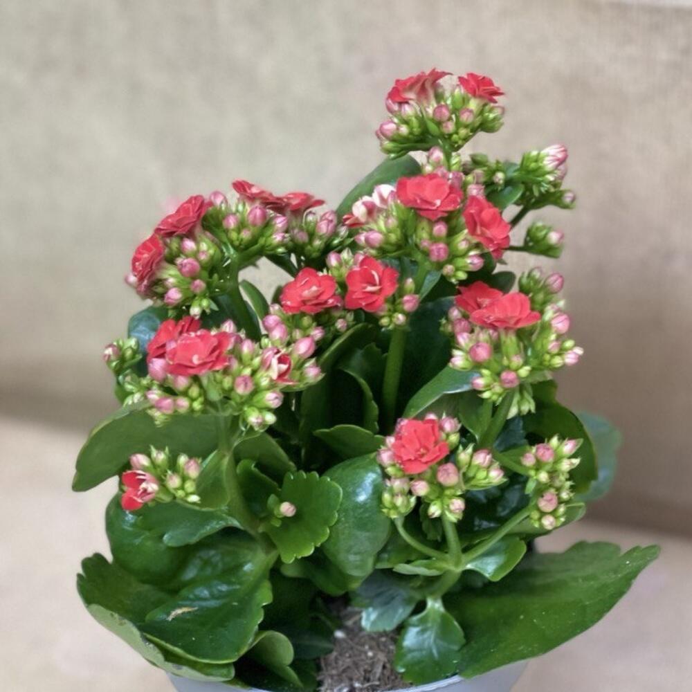 Каланхое(красное)