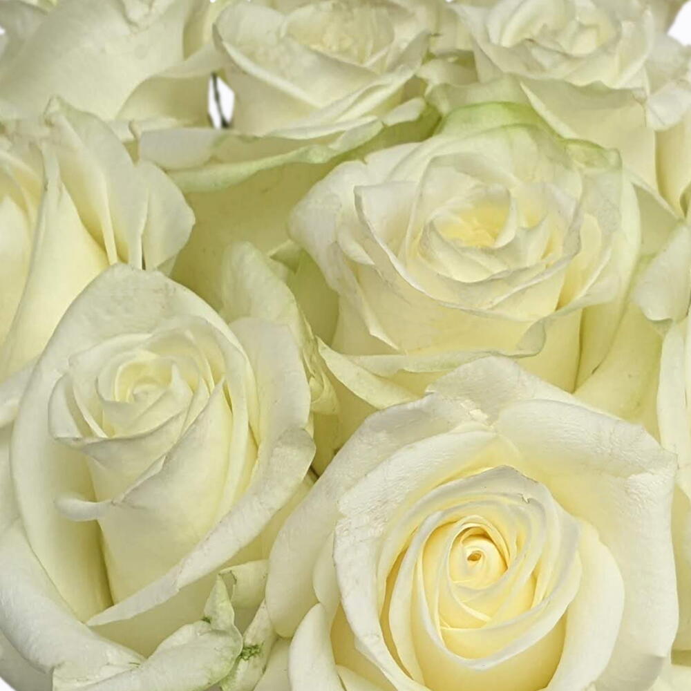 White rose in a box
