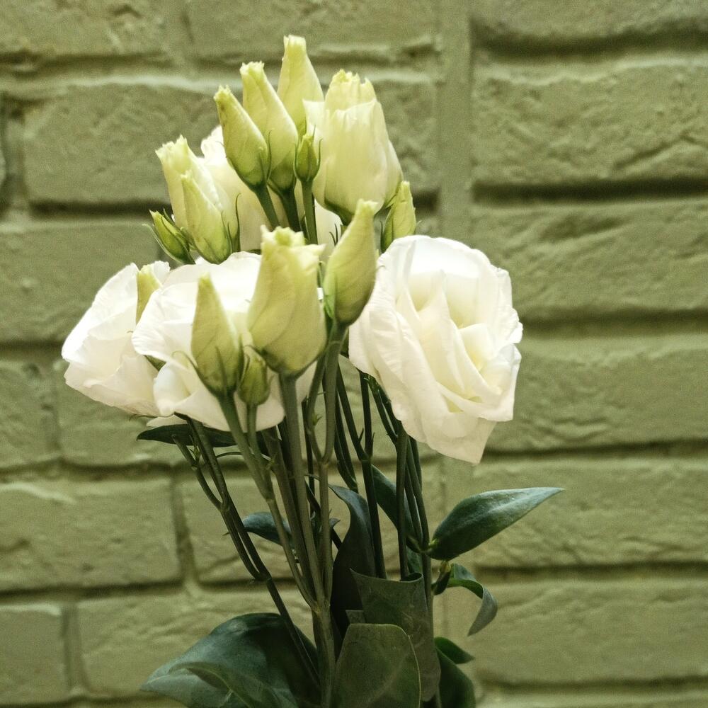Eustoma