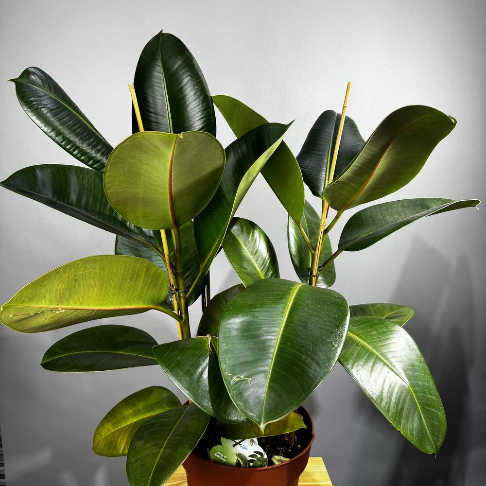 Ficus Robusta