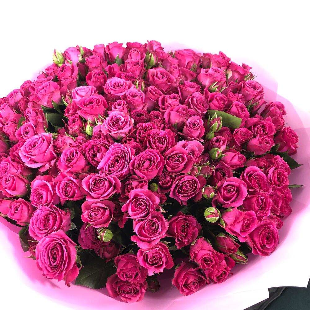 Purple 007