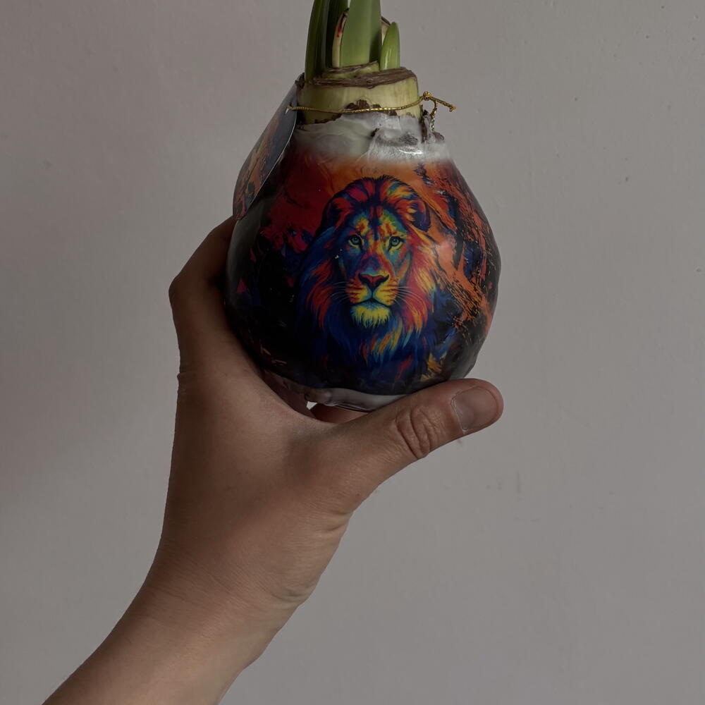 Луковица амариллиса (разные рисунки)
