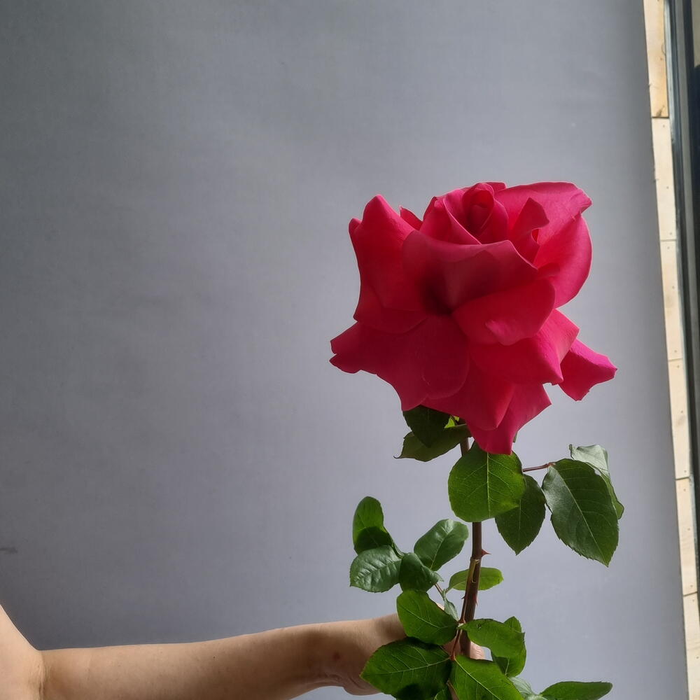 Роза французская