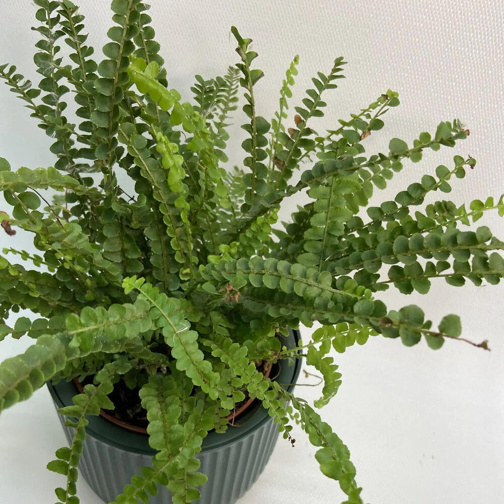 Нефролепис /Nephrolepis