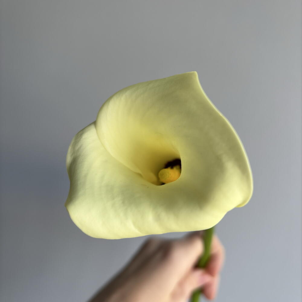 Калла