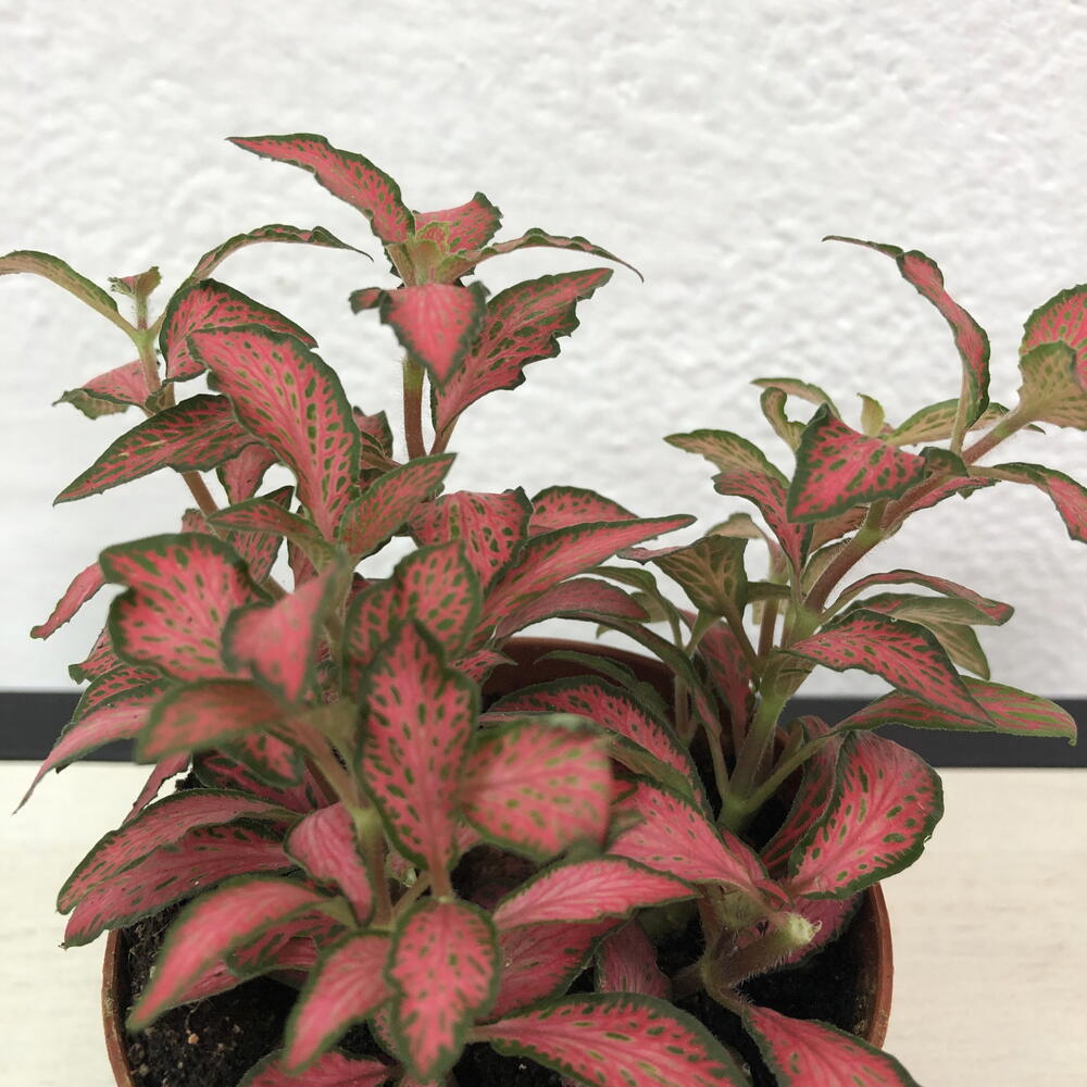 Фиттония Forest Flame