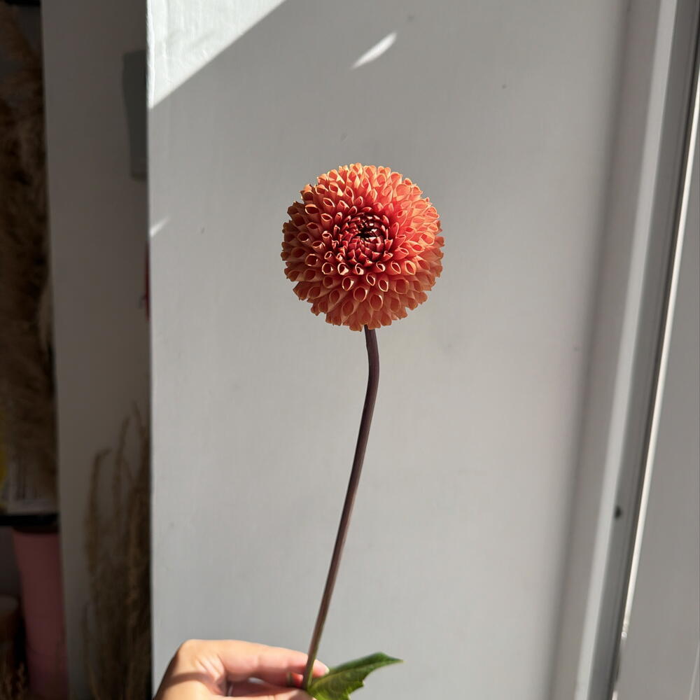 Георгина coral bronze