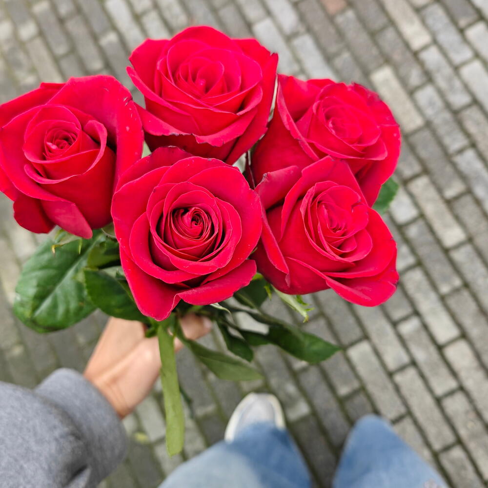 Розы красные