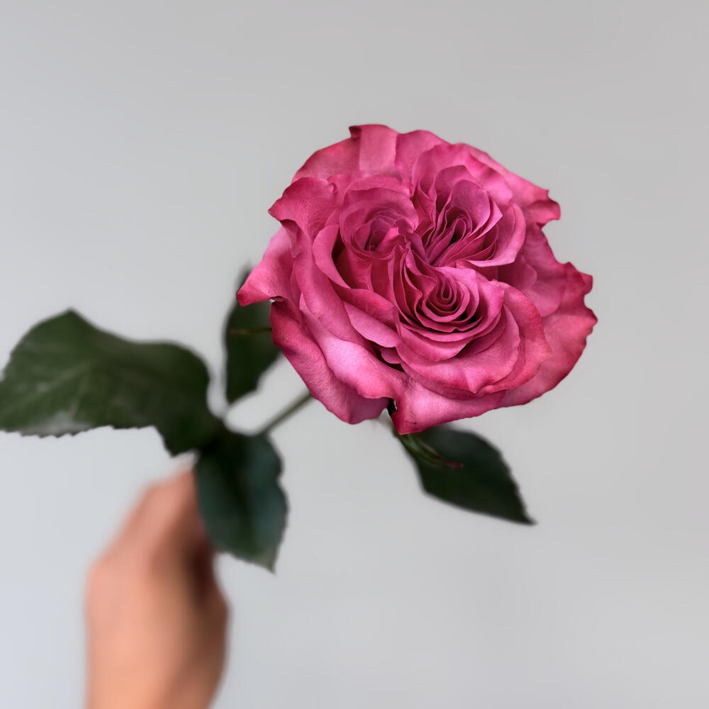 Пионовидная роза « Кантри Блю»🌸