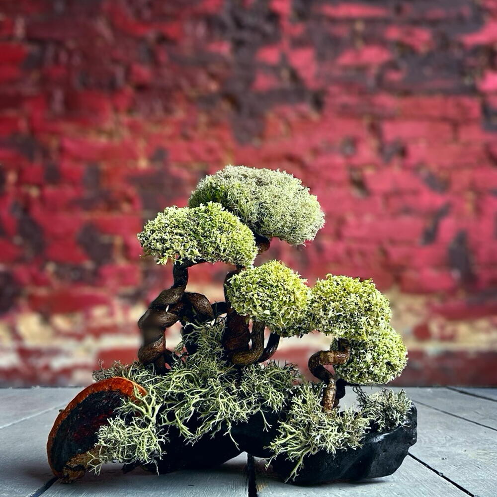 «SAN» — indoor Cetraria tree