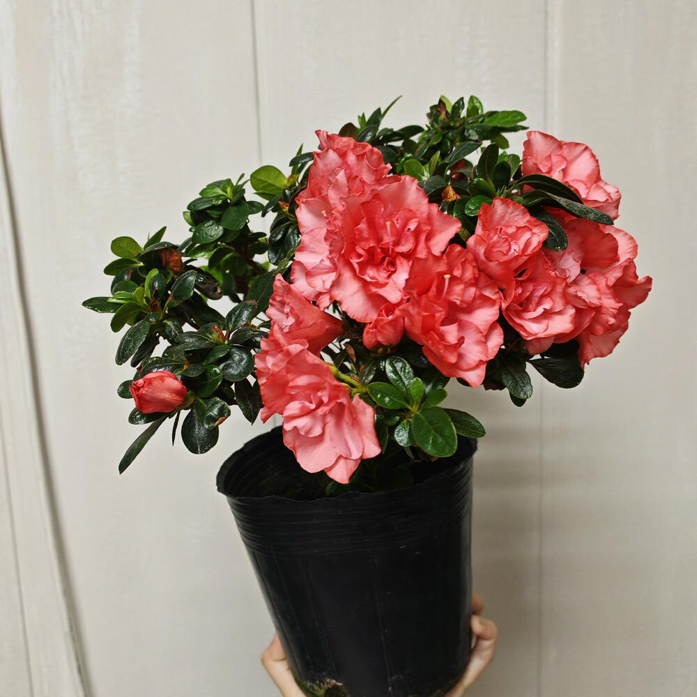 Rhododendron