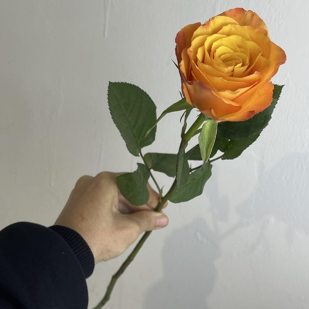 Роза рыжая 🧡