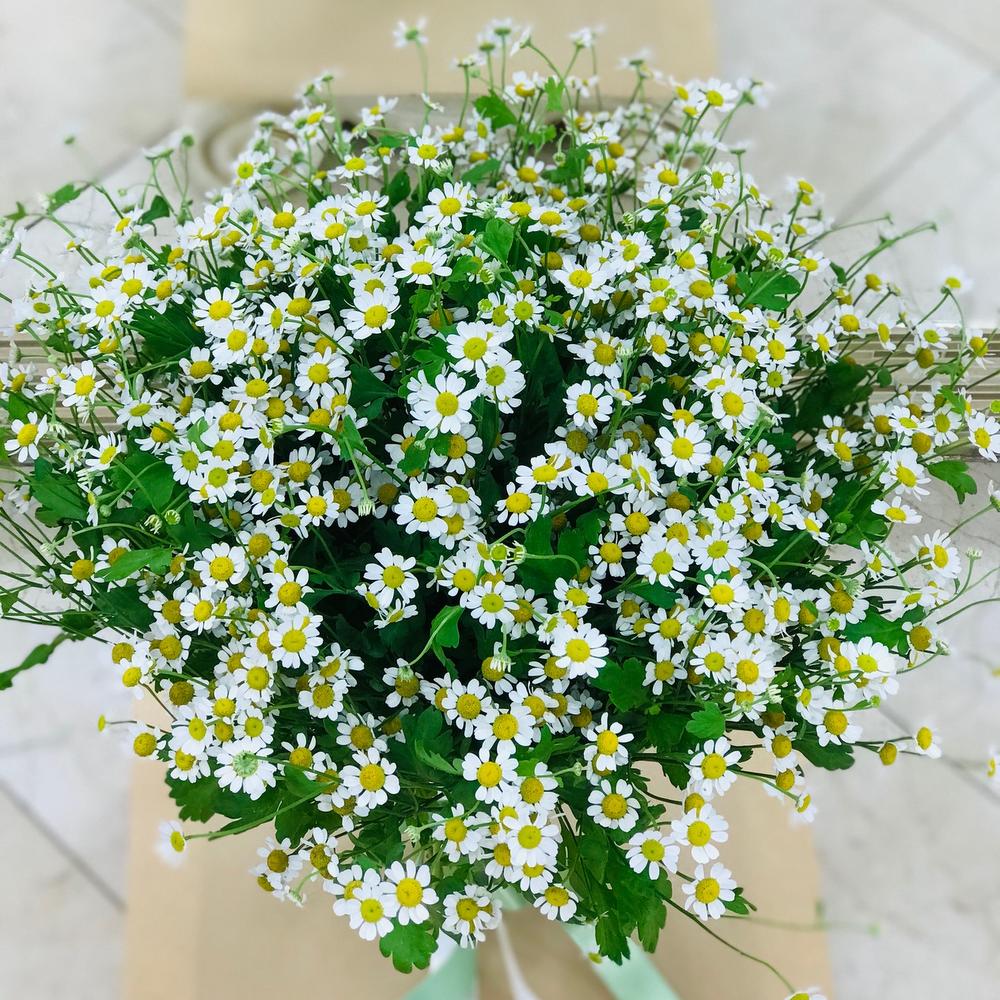Букет 💐 «Ромашковое поле»
