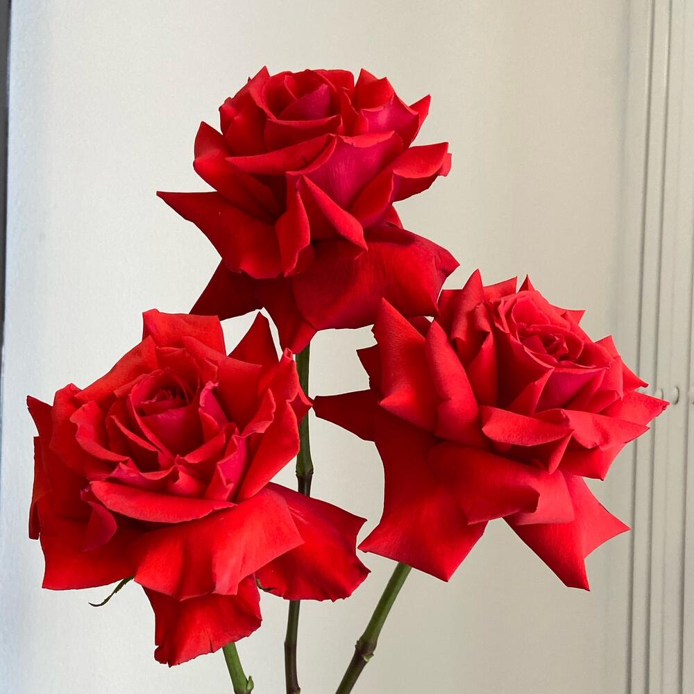 Scarlet roses