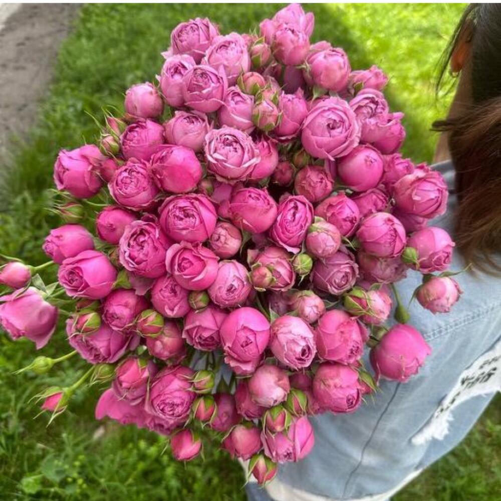 Розовые Спрей Розы