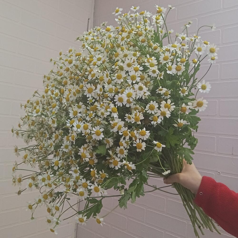 Букет из Камиллы