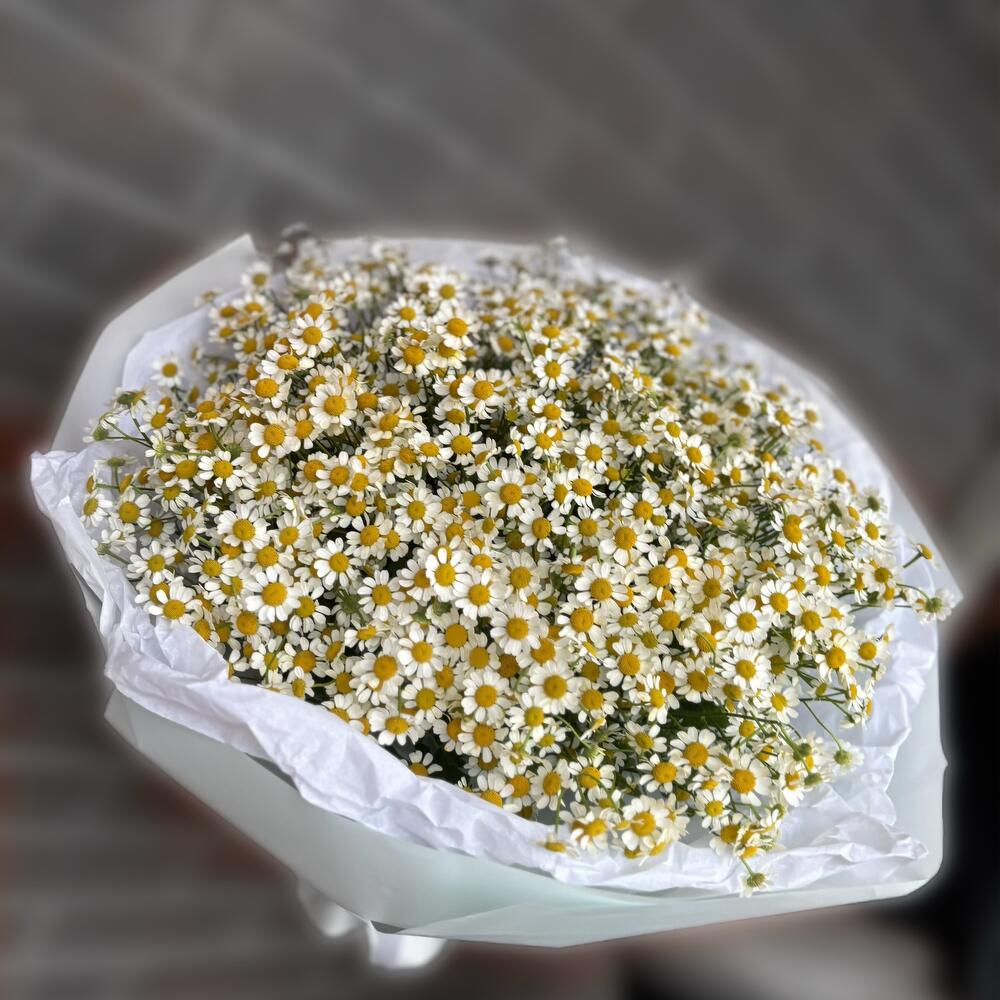 Ромашки моно букет