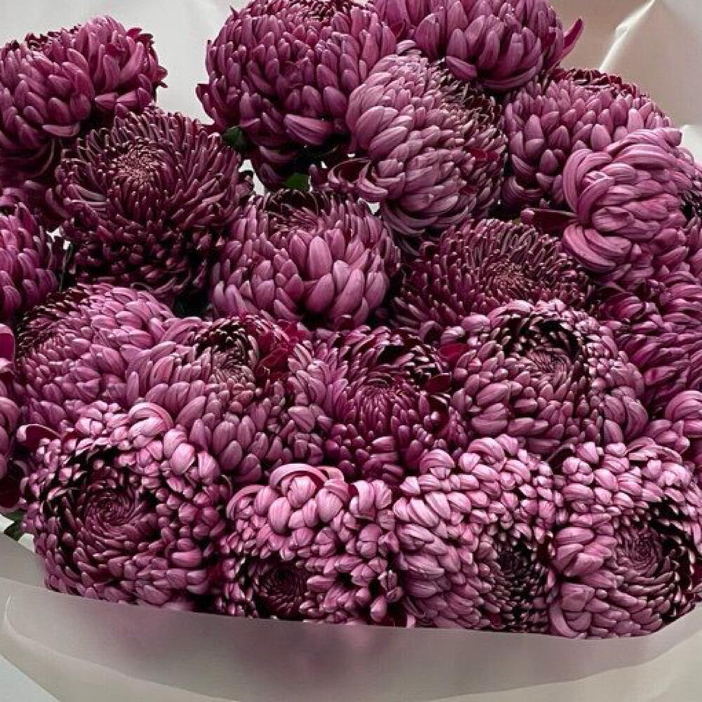 Трендовые хризантемы 🌸