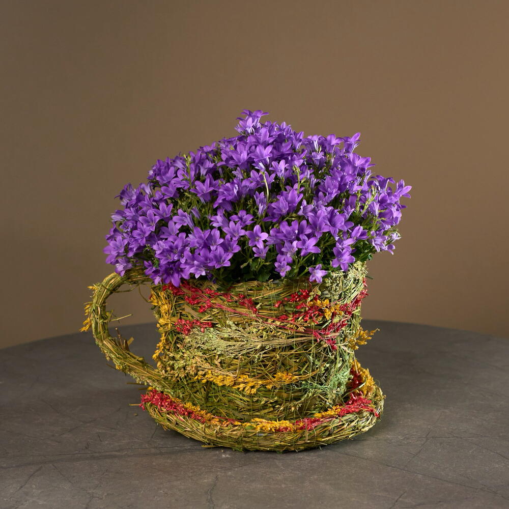 Кампанула в чашечке (колокольчики)