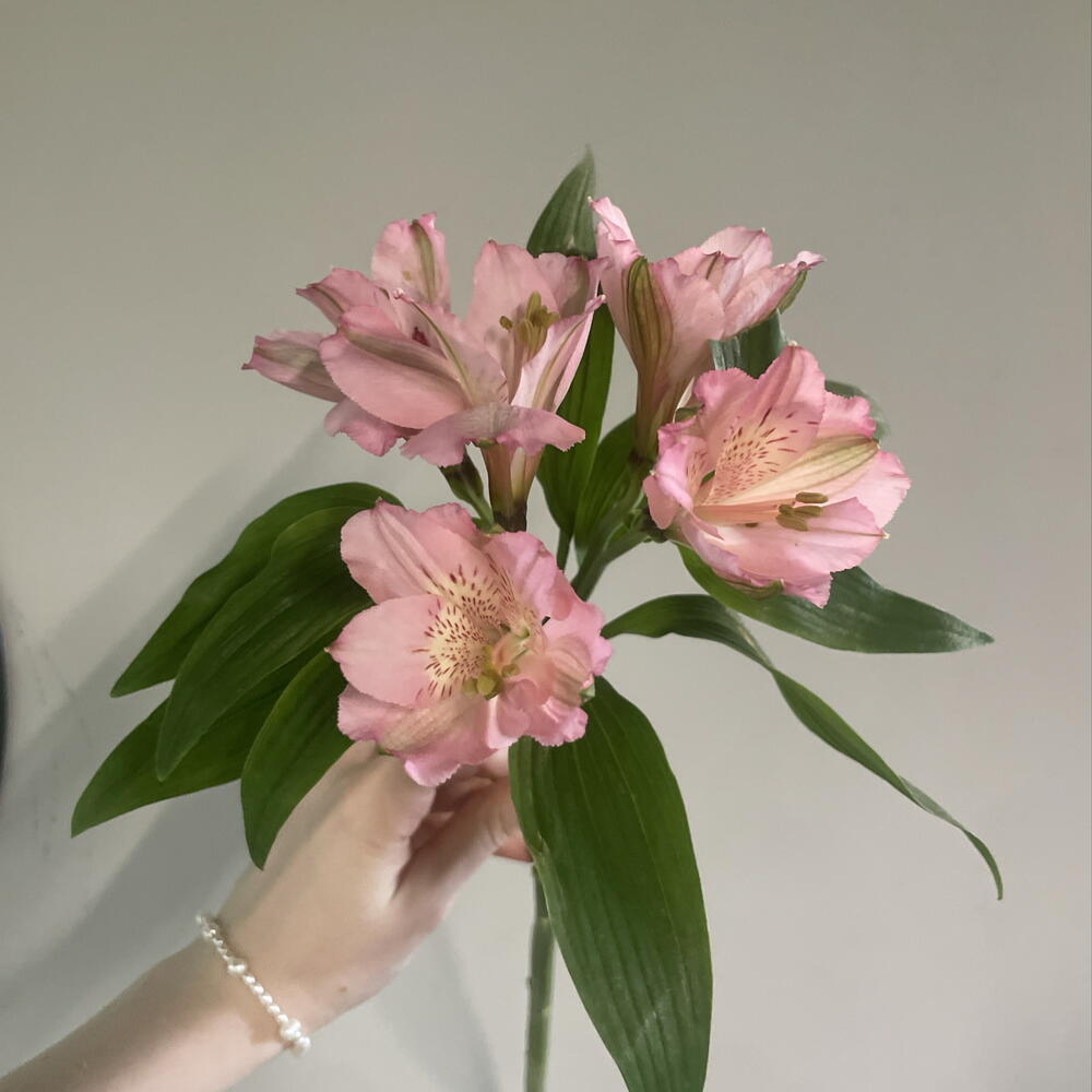 Альстромерия (розовая)