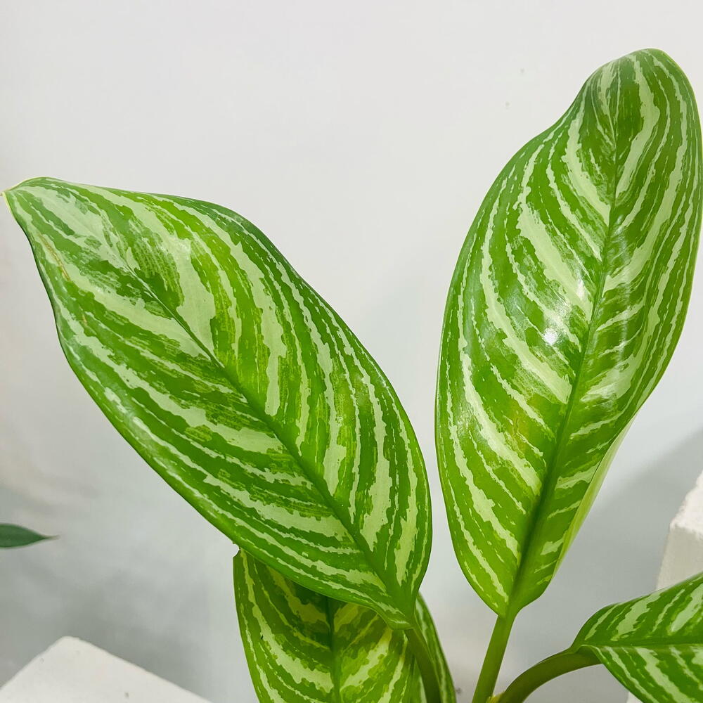 Аглаонема Страйпс (Aglaonema Stripes) — декоративно-лиственное комнатное растение