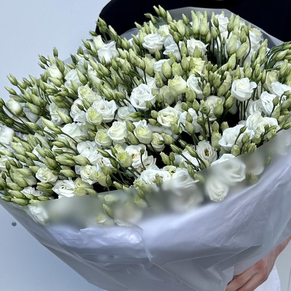 41 ГОЛЛАНДСКАЯ ЭУСТОМА