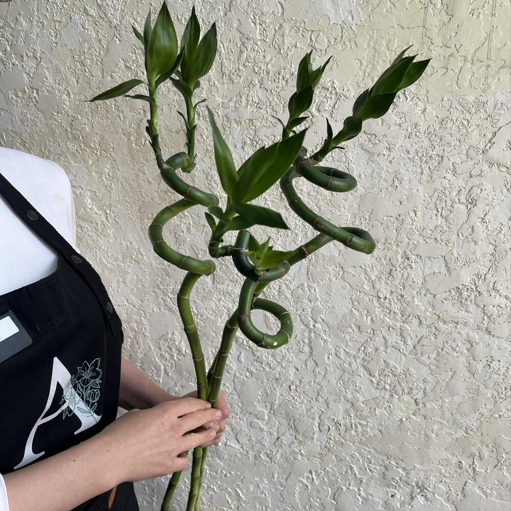 Драцена Сандера Спираль «Бамбук счастья» (Lucky Bamboo)