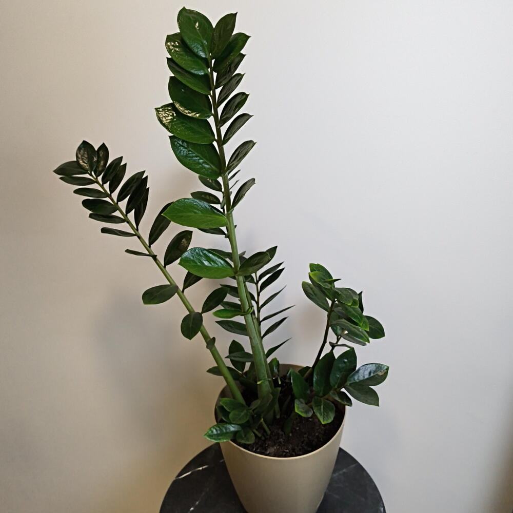 Замиокулькас 🌱