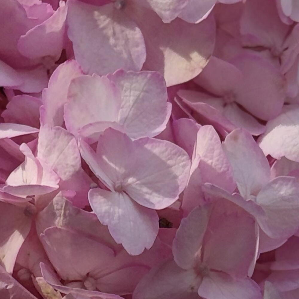 Букетик из Гортензи 💞🍂