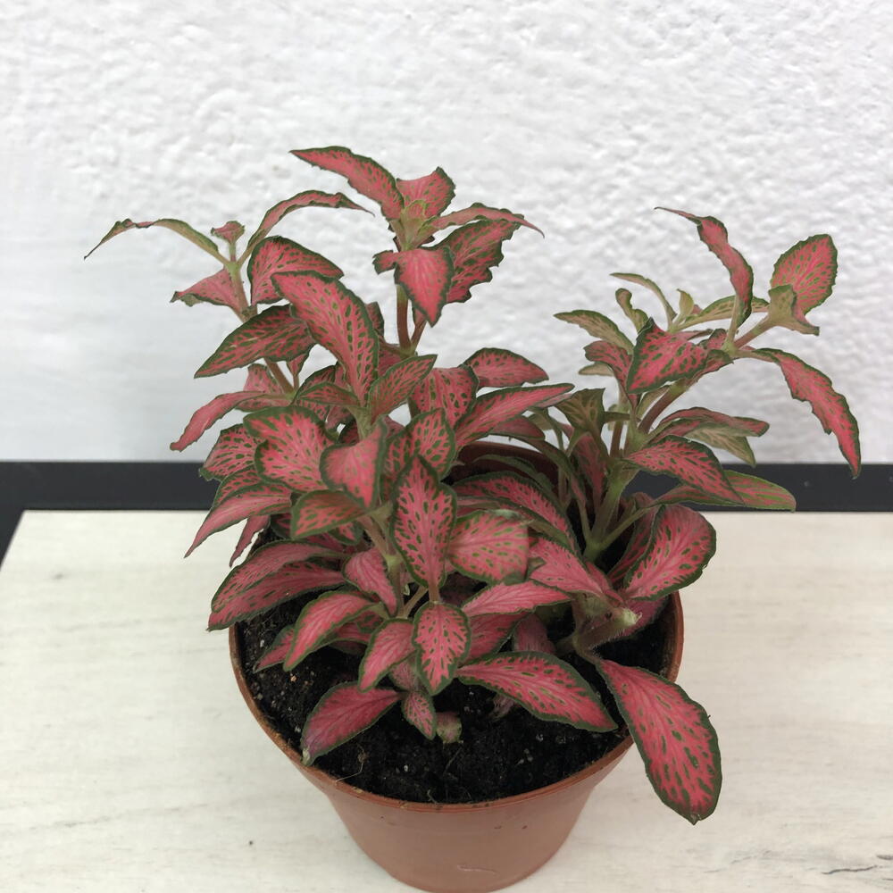 Фиттония Forest Flame