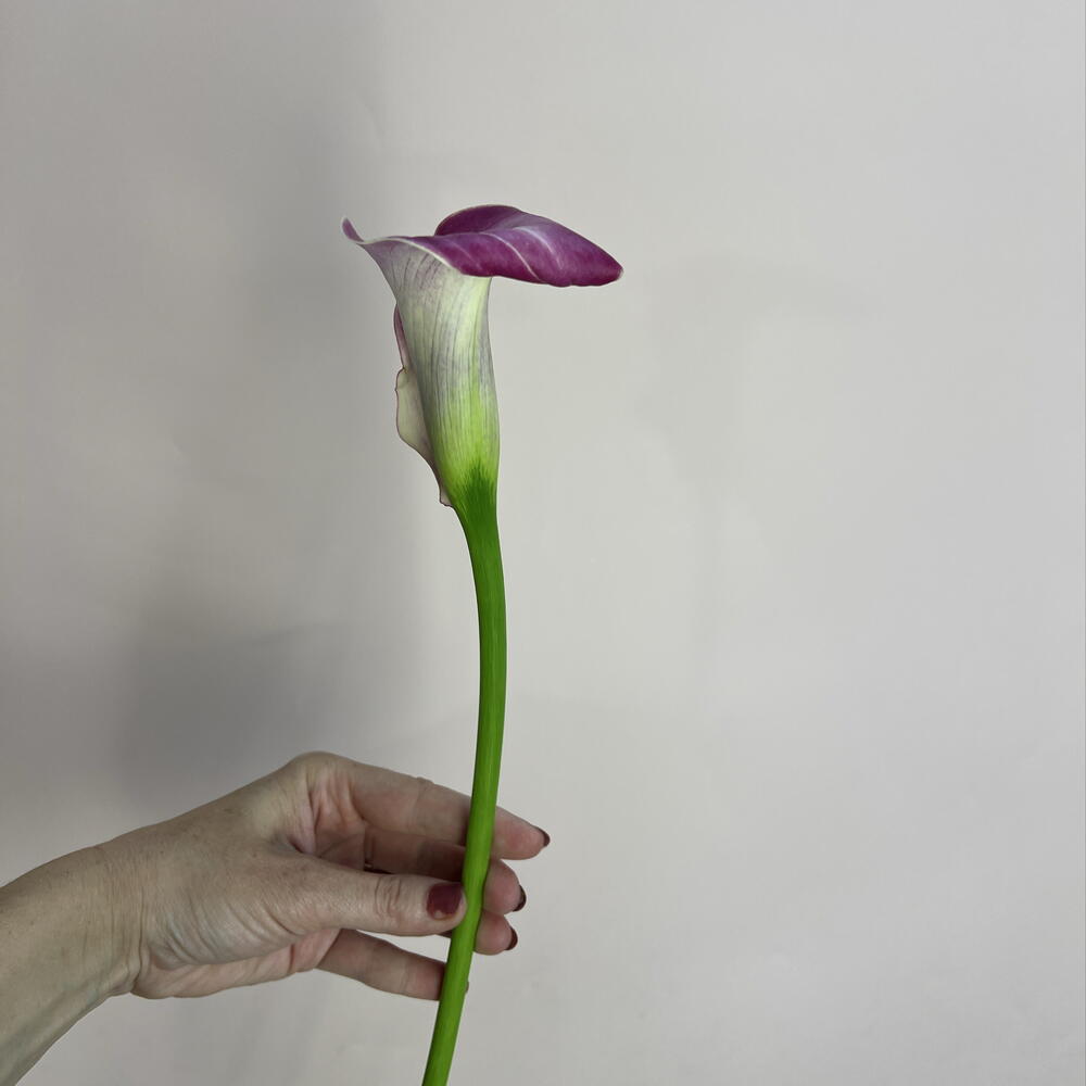 Калла розовая