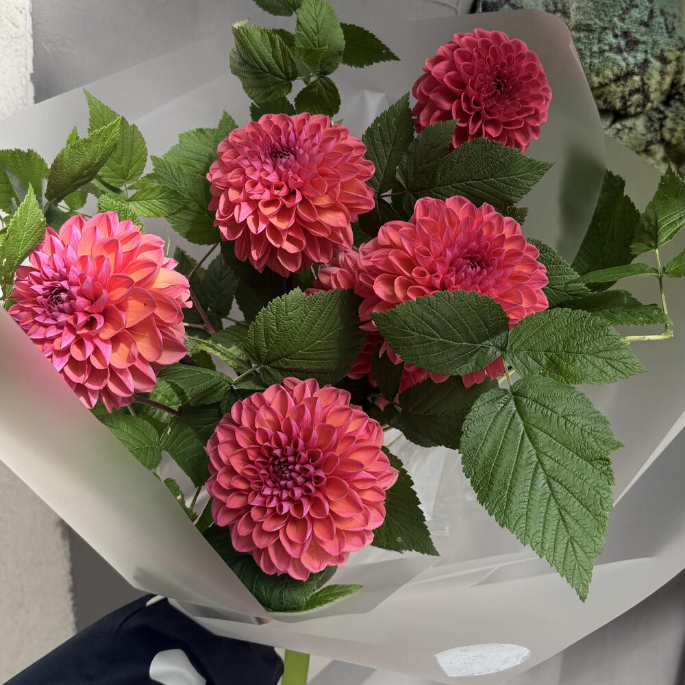 DAHLIA AND RASPBERRY
