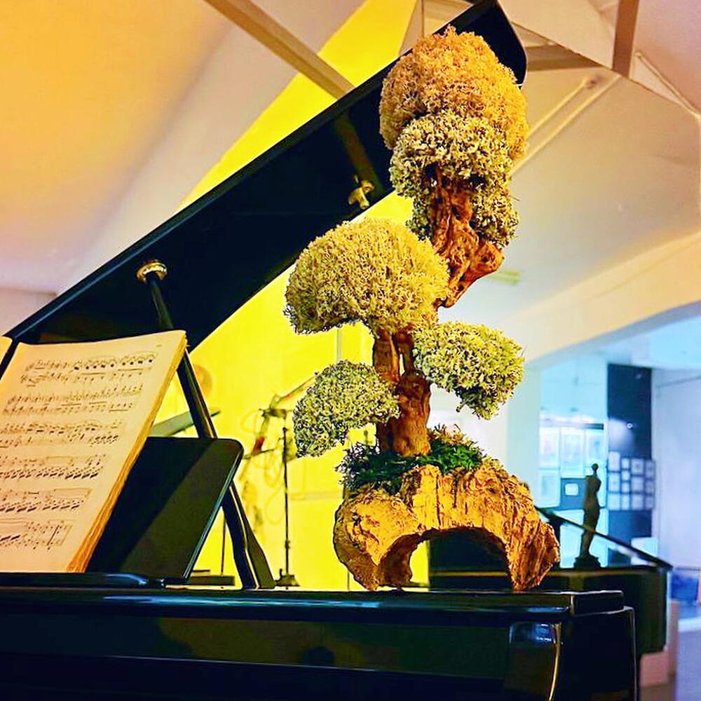 SAY — decorative indoor tree Cetraria