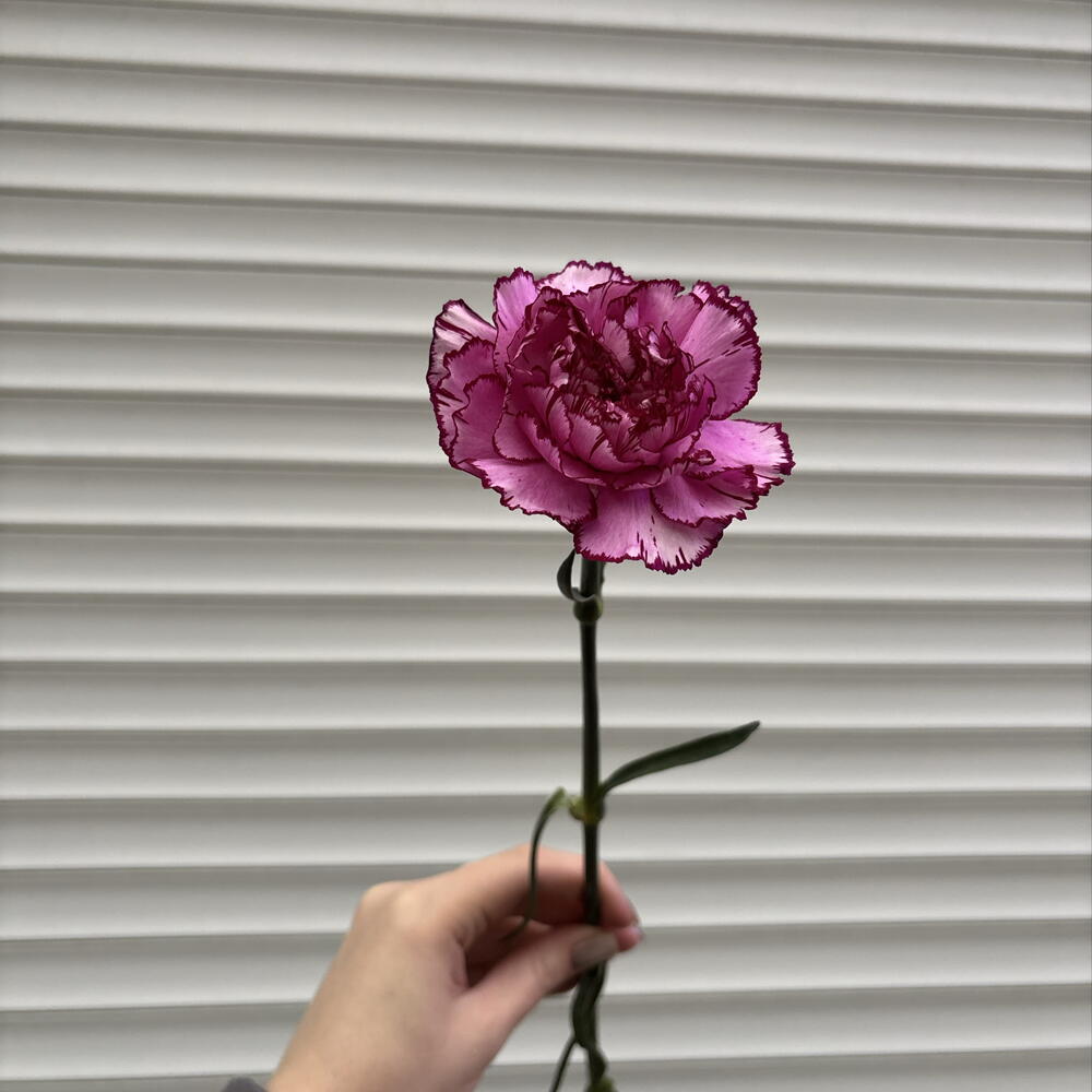 Диантус пятнистый💜💐