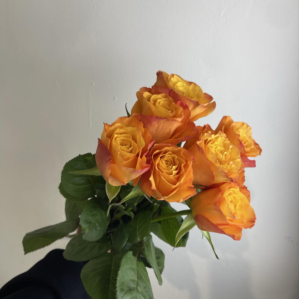 Розы рыжие 🧡7