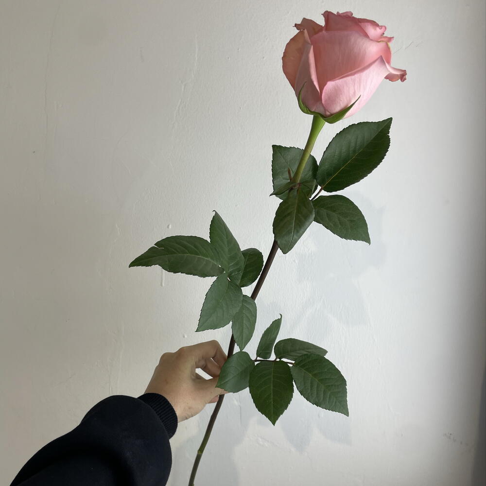 Розы нежные 💖