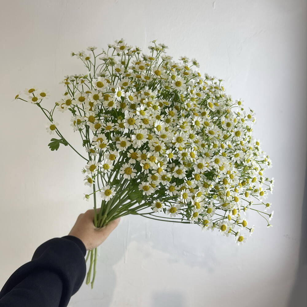 Танацетум 25