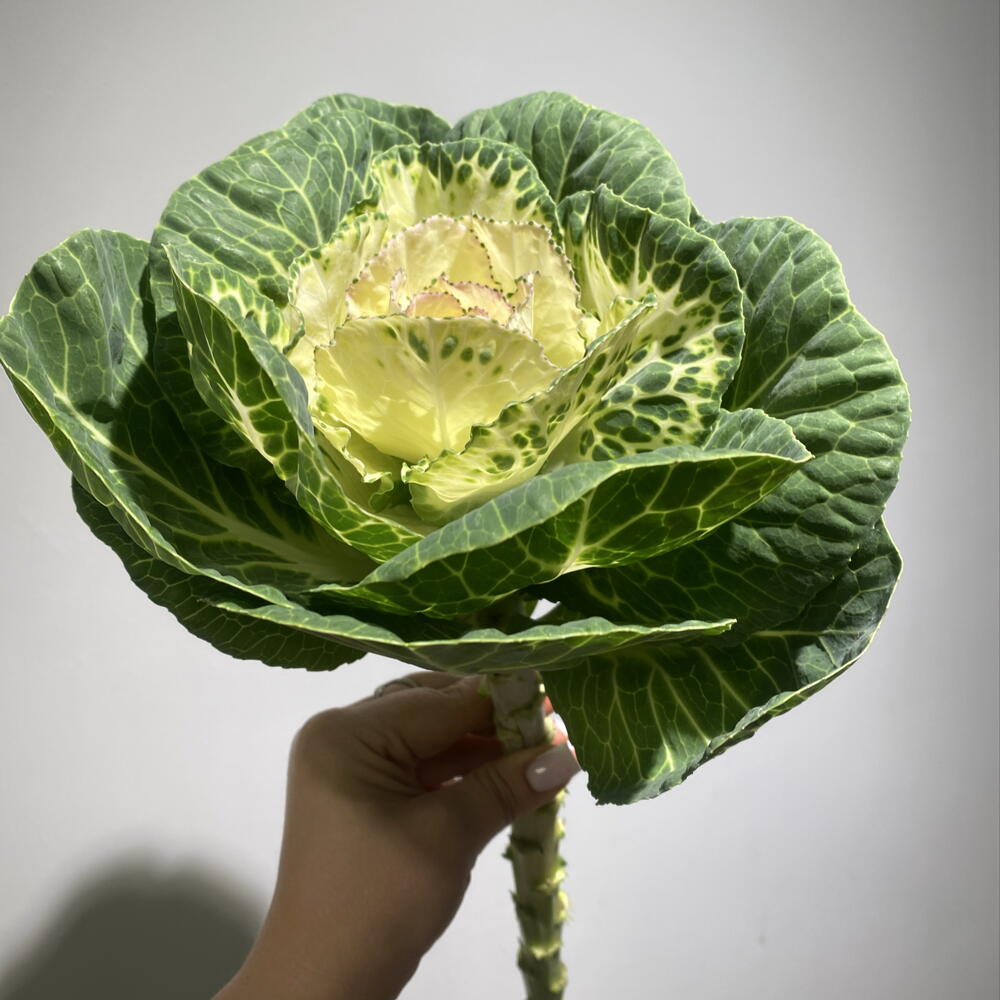 Брассика 🥬