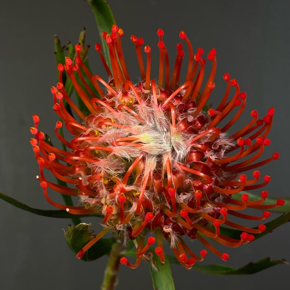 Leucospermum
