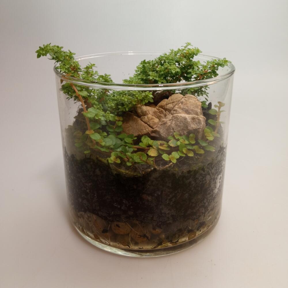 Флорариум "Одинокий камень", Live Plants Moscow, buy at a price of 2500 ...