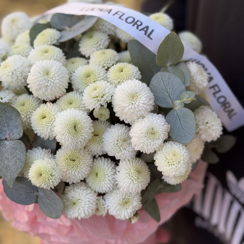 Chrysanthemum Newton in a box