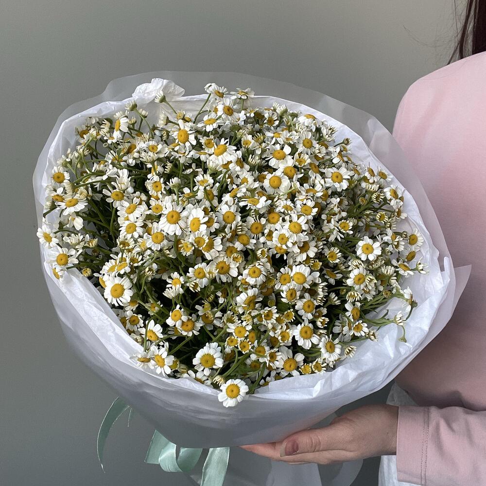 21 кустовая ромашка💛🤍