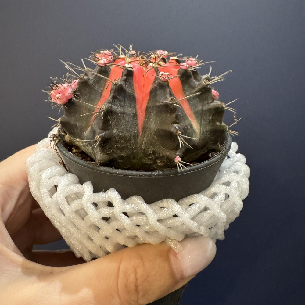 Гимнокалициум вариегатный (Gymnocalycium mihanovichii variegata)