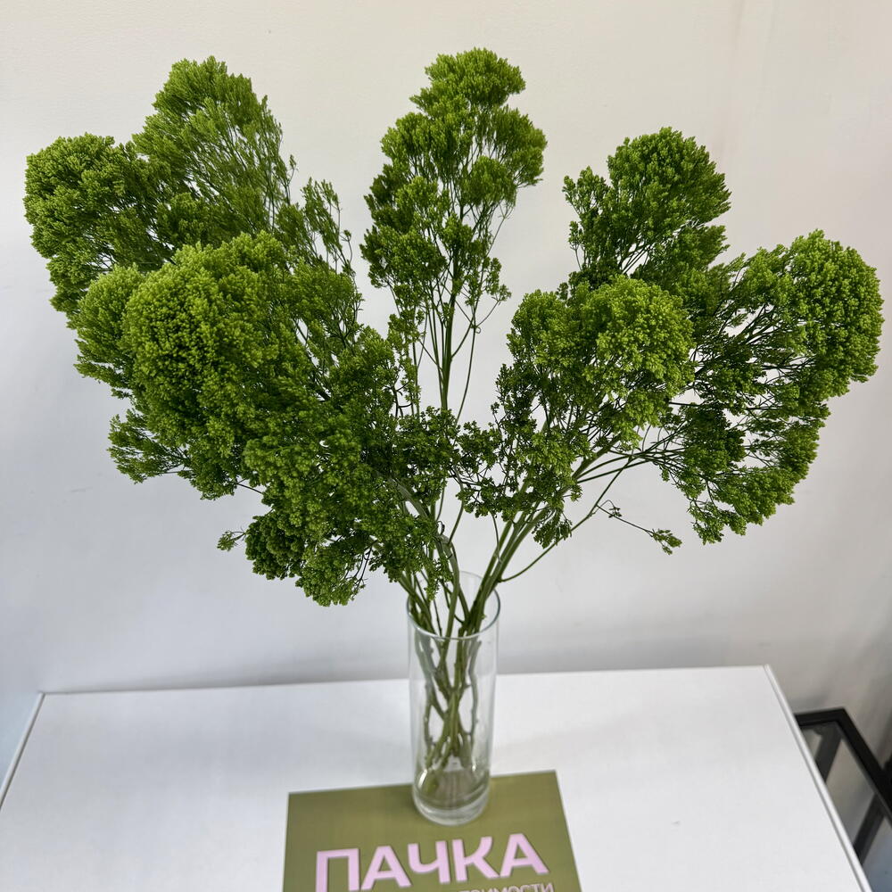 Трахелиум