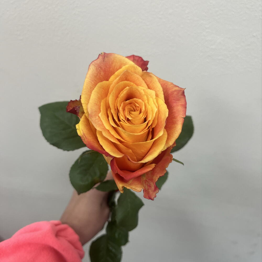 Роза Orange