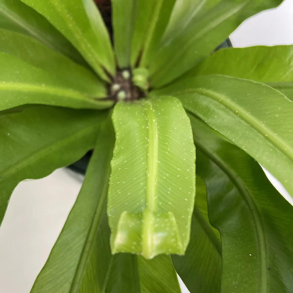 Папоротник Асплениум /Asplenium