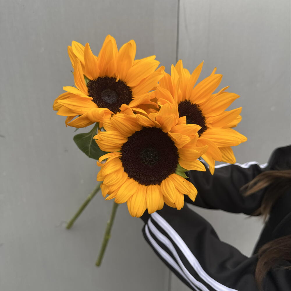 Подсолнухи 3 шт 🌻
